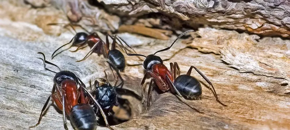 black and brow ants on a log