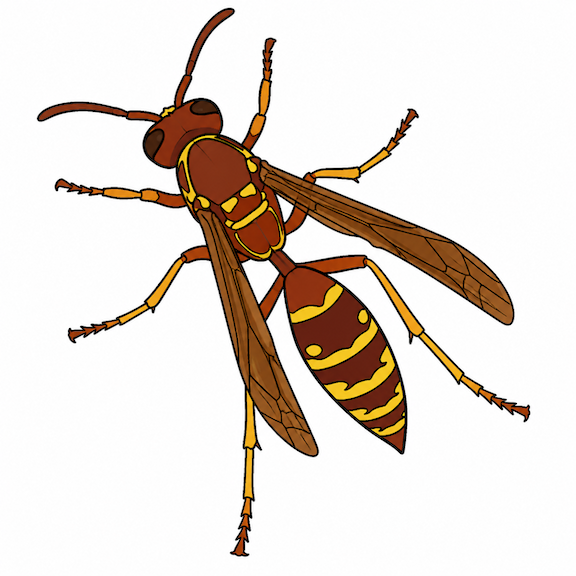 Wasp in Pittsburgh