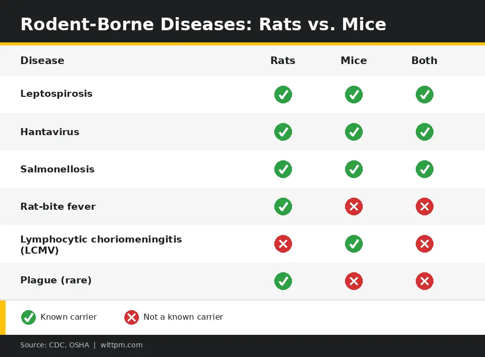 Rodent-borne diseases: rats vs mice