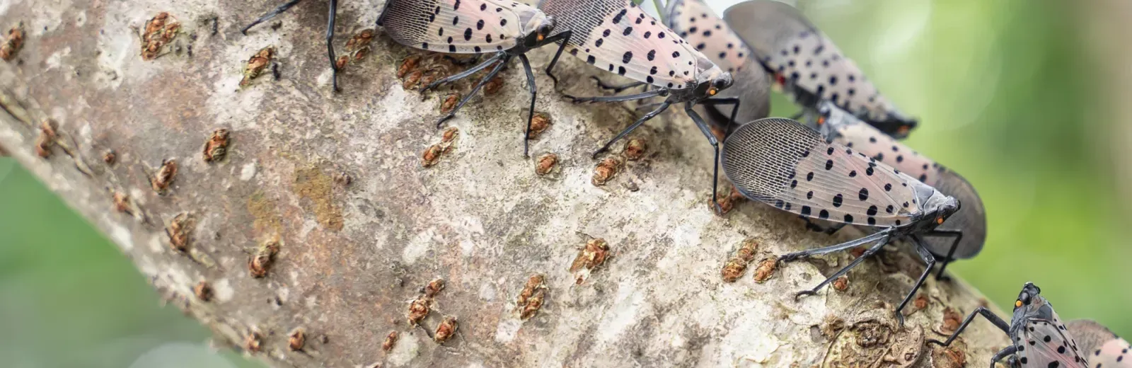 spotted lanternfly on a tree