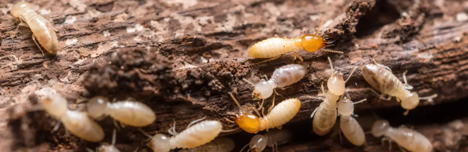 termites on wood