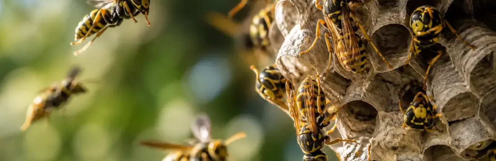 yellowjackets swarming a nest