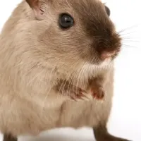 mouse