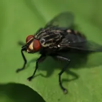 fly
