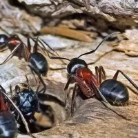 ants