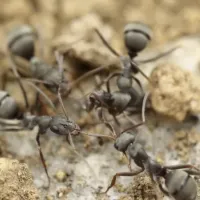 ants