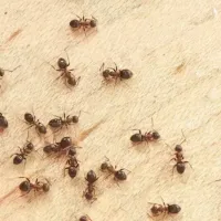 ants on floor