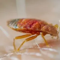 bed bug bites