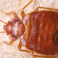 bed bug