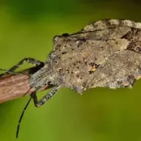 stink bug