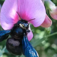 carpenter bee