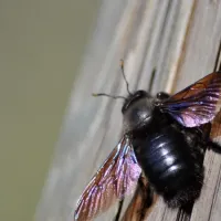 carpenter bee