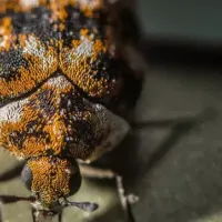 carpet beetle