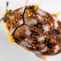 carpet beetle
