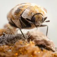 carpet beetle