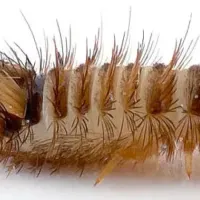 carpet beetle