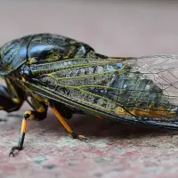 cicada