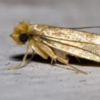 clothing moth
