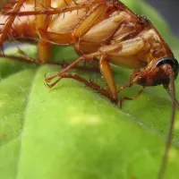 cockroach