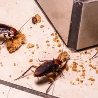 roaches