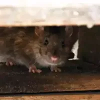 rodent hiding