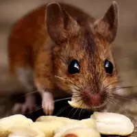 mouse