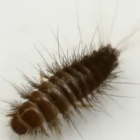 carpet beetle