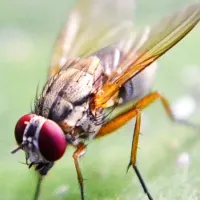 fruit fly
