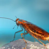 german cockroach