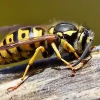 hornet