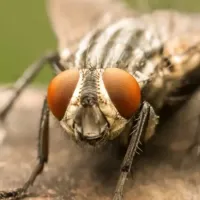 house fly