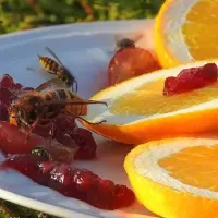 insects on fruit