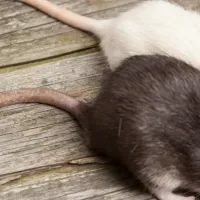 mouse tails