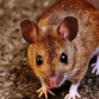 mouse