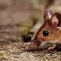 mouse