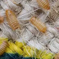 carpet beetles