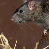 norway rat