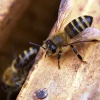 bees