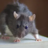 rodent on counter