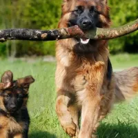 dog and puppy