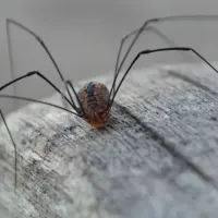 spider