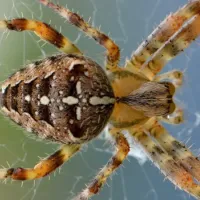spider