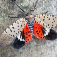 spotted lanterfly