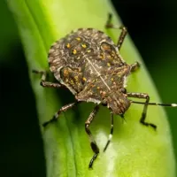 stink bug