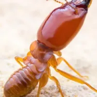 termite