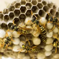 hive