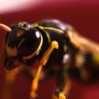 wasp