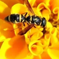 wasp