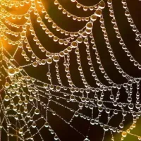 spider web
