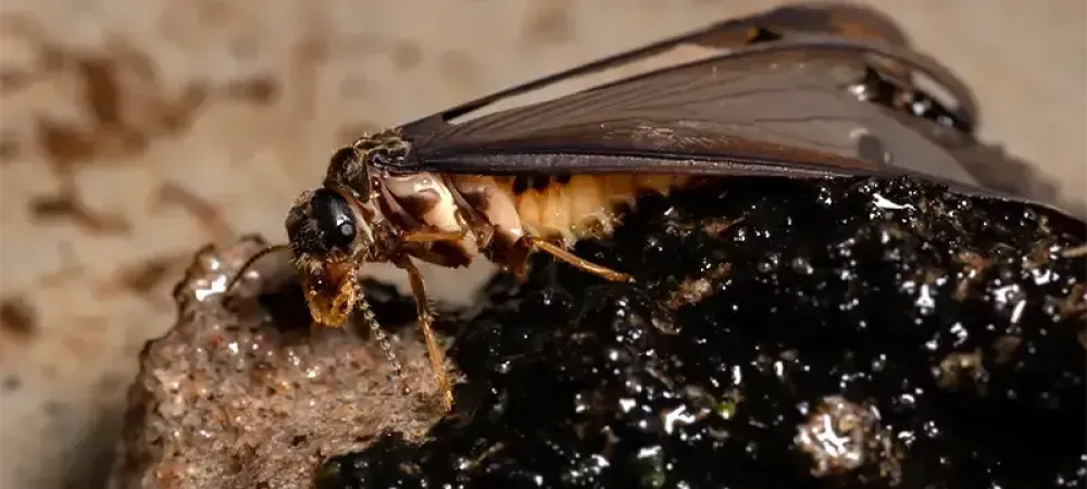 adult termite